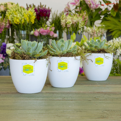 Avery Glossy Square Labels, 35 x 35 mm, 350 Labels (980015 / L7119)