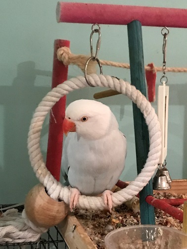 bellasmall.jpg