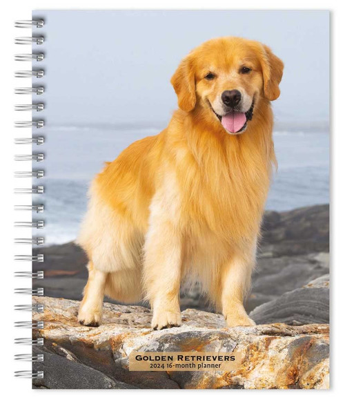 Golden Retrievers | 2024 6 x 7.75 Inch Spiral-Bound Wire-O Weekly Engagement Planner Calendar | New Full-Color Image Every Week | BrownTrout | Animals Dog Breeds Pets