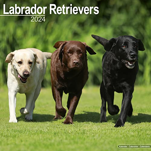 Labrador Calendar - Dog Breed Calendars - Chocolate Lab Calendar - Black Lab Calendar - Yellow Lab Calendar - 2023 - 2024 wall calendars by Avonside