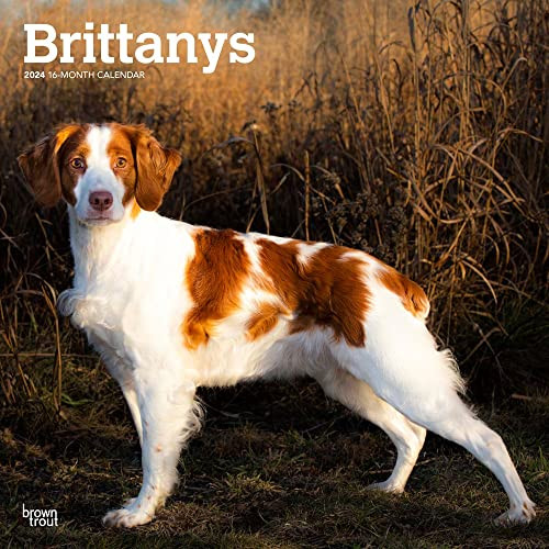 Brittanys | 2024 12 x 24 Inch Monthly Square Wall Calendar | BrownTrout | Animals Dog Breeds
