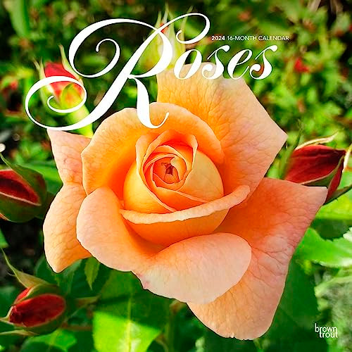 Roses | 2024 12 x 24 Inch Monthly Square Wall Calendar | BrownTrout | Flower Floral Plant Outdoor Nature Gardening