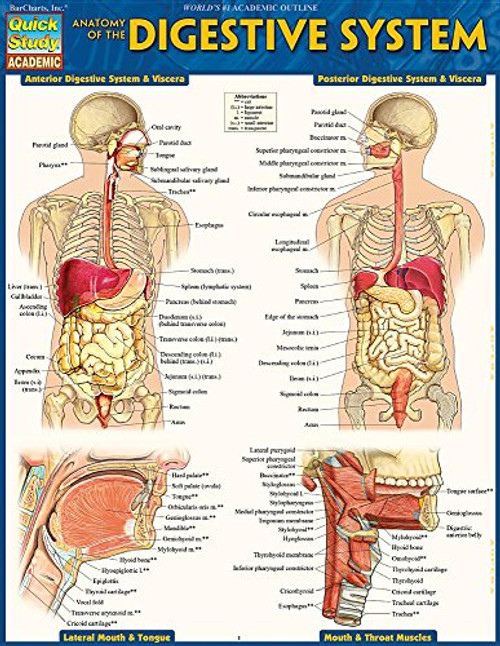 Anatomy of the Digestive System: Quickstudy Laminated Reference Guide (Quick Study Academic)