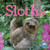 Original Sloths Wall Calendar 2024: The Ultimate Experts at Slowing Down