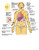 Clinical Pharmacology Made Ridiculously Simple: Color Edition