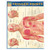 Trigger Points (Quick Study Academic)