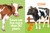 Touch and Feel Farm Animals - Novelty Book - Children's Board Book - Interactive Fun Child's Book