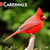 Cardinals | 2024 12 x 24 Inch Monthly Square Wall Calendar | BrownTrout | Animals Wildlife Red Birds