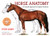 Horse Anatomy: A Pictorial Approach to Equine Structure