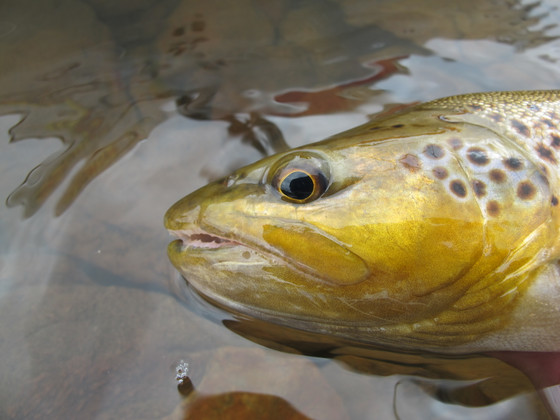 Great Lake Tasmania - Targeting Galaxia-Feeding Trout
