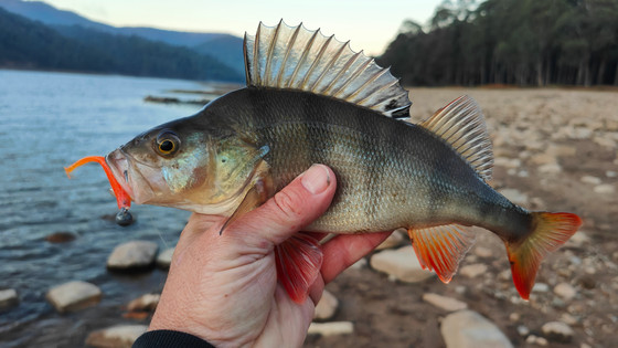 Winter Redfin Fishing at Lake William Hovell: Robbie Alexander's Early Morning Success