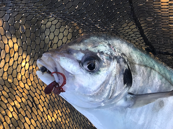 Winter fishing at Grants Lagoon in Tasmania: Targeting big silver trevally