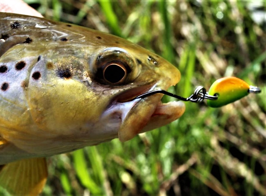 Micro Fishing With TINY TROUT Spinners! 