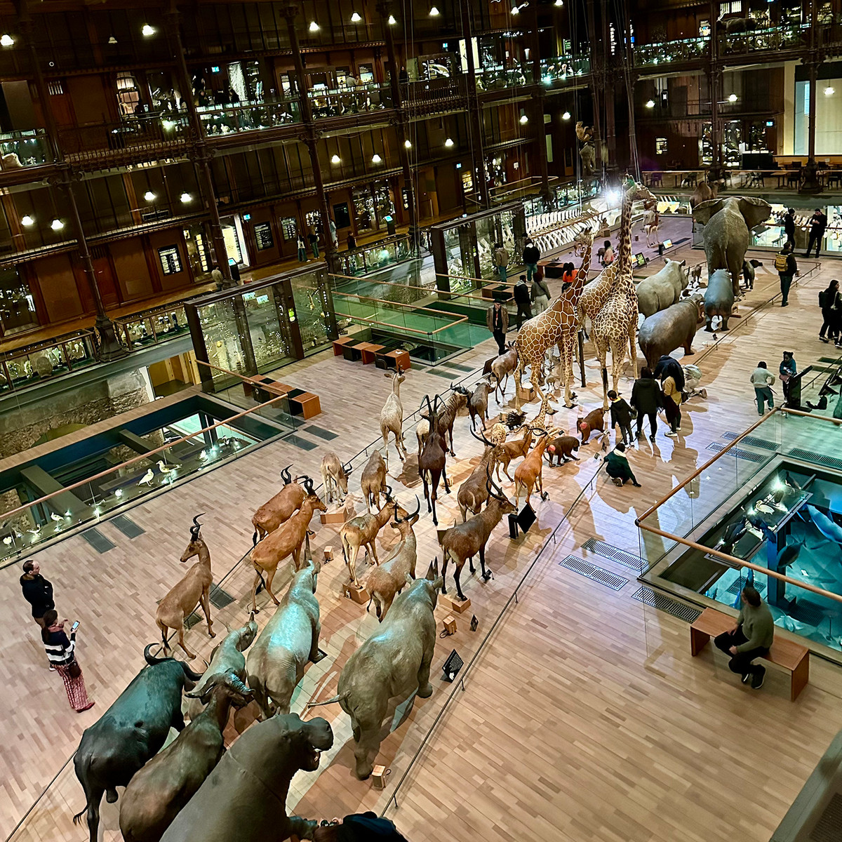 A cinematic parade of wildlife captures the movement and diversity of life on Earth.