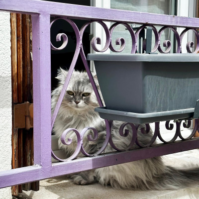 One of Rue Crémieux's Quiet Residents
Beyond the colourful façades and cameras, Rue Crémieux remains a residential street where cats watch visitors pass by from balconies, windows and garden gates.