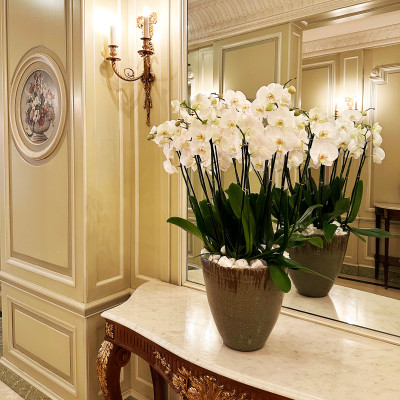 Beyond its celebrated restaurants and suites, Le Meurice is defined by thoughtful details — floral arrangements, antique furnishings, crystal lighting, and carefully preserved architectural elements that contribute to its distinctive atmosphere.