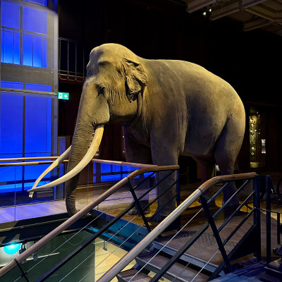 A cinematic parade of wildlife captures the movement and diversity of life on Earth.