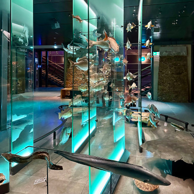 Illuminated marine displays create an immersive journey through ocean life inside the Grande Galerie de l’Évolution.