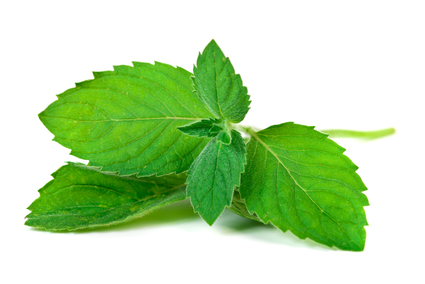 Organic Spearmint Essential Oil