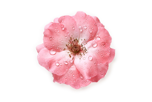 Rose Flower Water