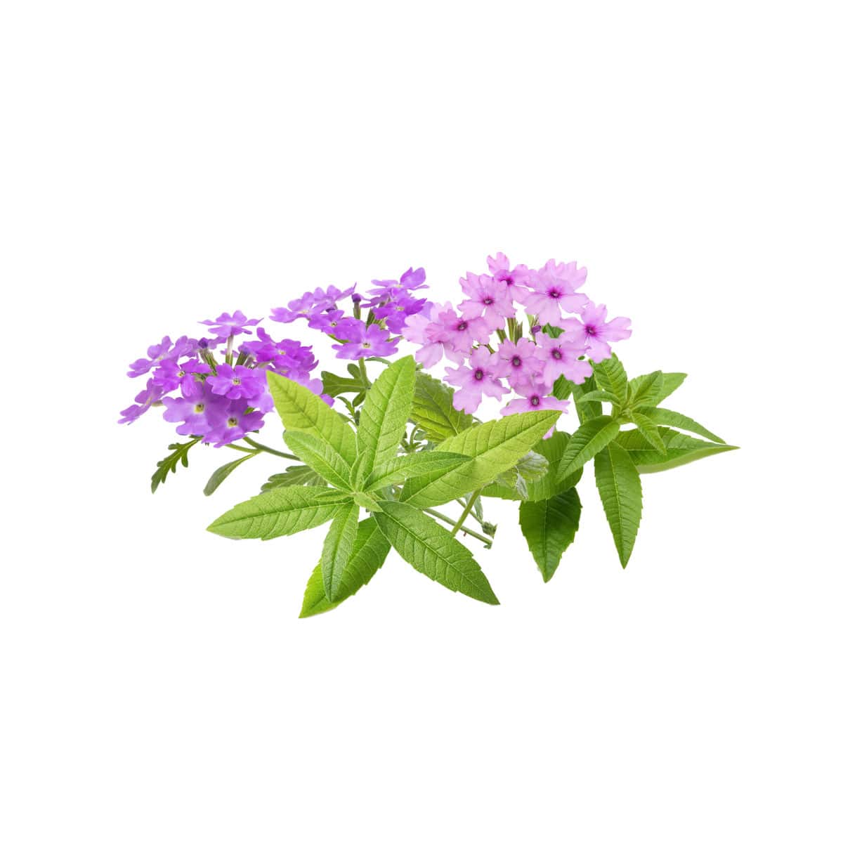 Verbena Scent Ingredients