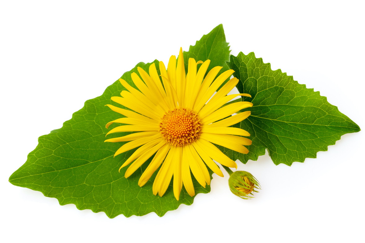 Arnica Flower Ingredient