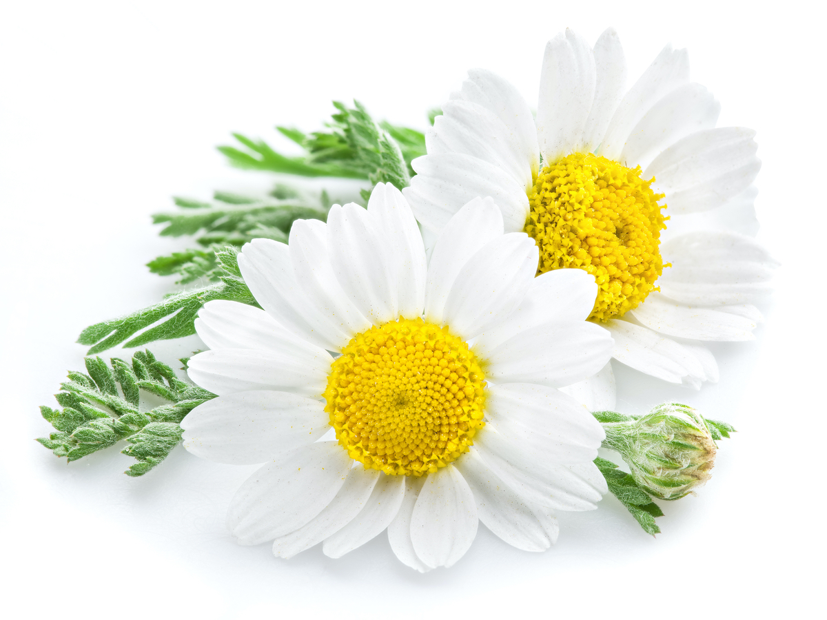 Chamomile Flower Extract Ingredient