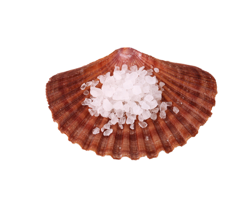 Sea Shell Sea Salt