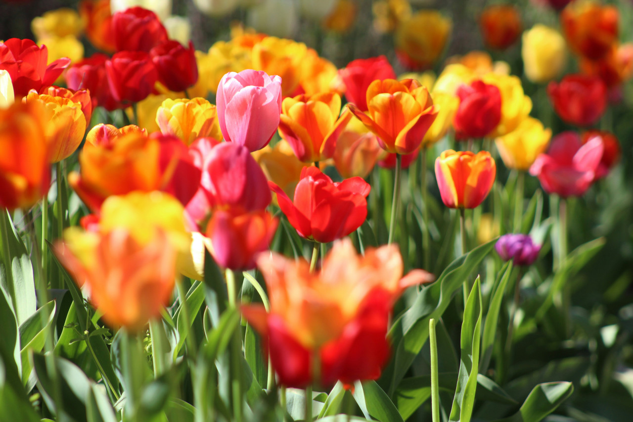 close-up of row of blooming tulips