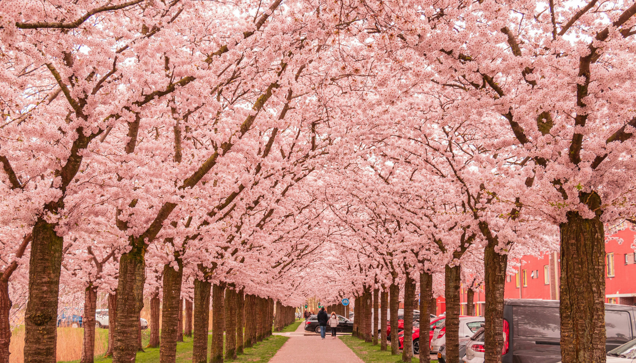 hot air balloon with dog face