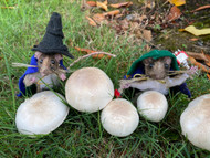 Farewell from the Mice Witches