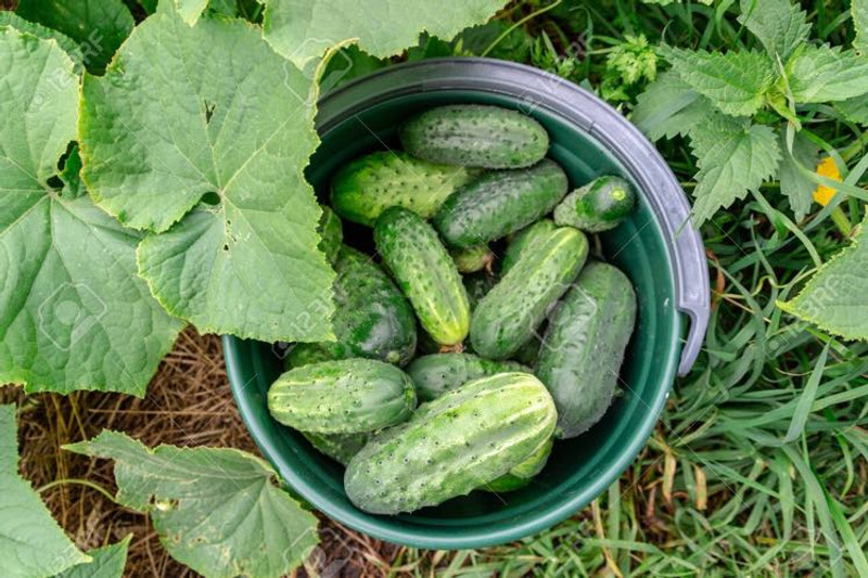 Stressless 2019 Charity Promotion- Sharing Comfort and Feeding Families! Stressless 2019 Charity Promotion- Sharing Comfort and Feeding Families!