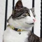 Amigo Cat Collar