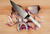 Lamson, Ice Series 6″ Premier Forged Chef’s Knife