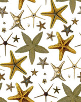 Starfish on Bone Cotton Fabric Swatch Memo - Design Legacy by Kelly O'Neal