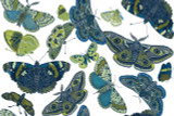 Moths in Earth on Bone Cotton Fabric by the Yard - Design Legacy by Kelly O'Neal