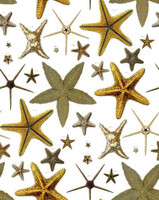 Design Legacy by Kelly O'Neal Starfish On Bone Cotton