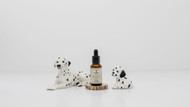 How to Give CBD Oil to Dogs: A Complete Guide to Administering CBD and Hemp Oil