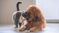 CBD for cats and dogs