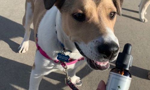 CBD oil for pets