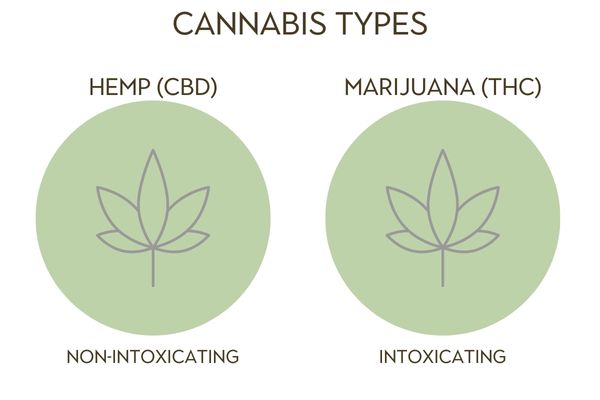 Types of Cannabis; hemp and mariijuana