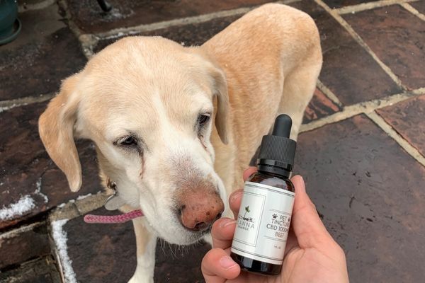 Dog with CBD oil