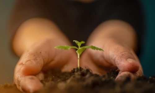 Person holding hemp sprout