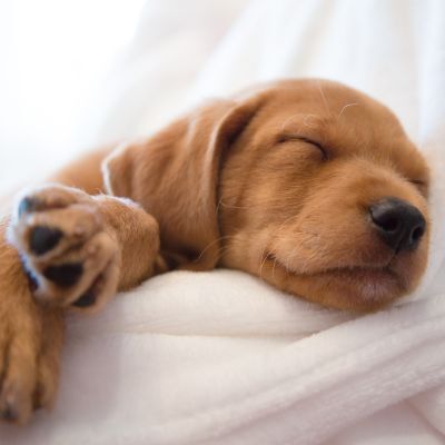 CBD for pets