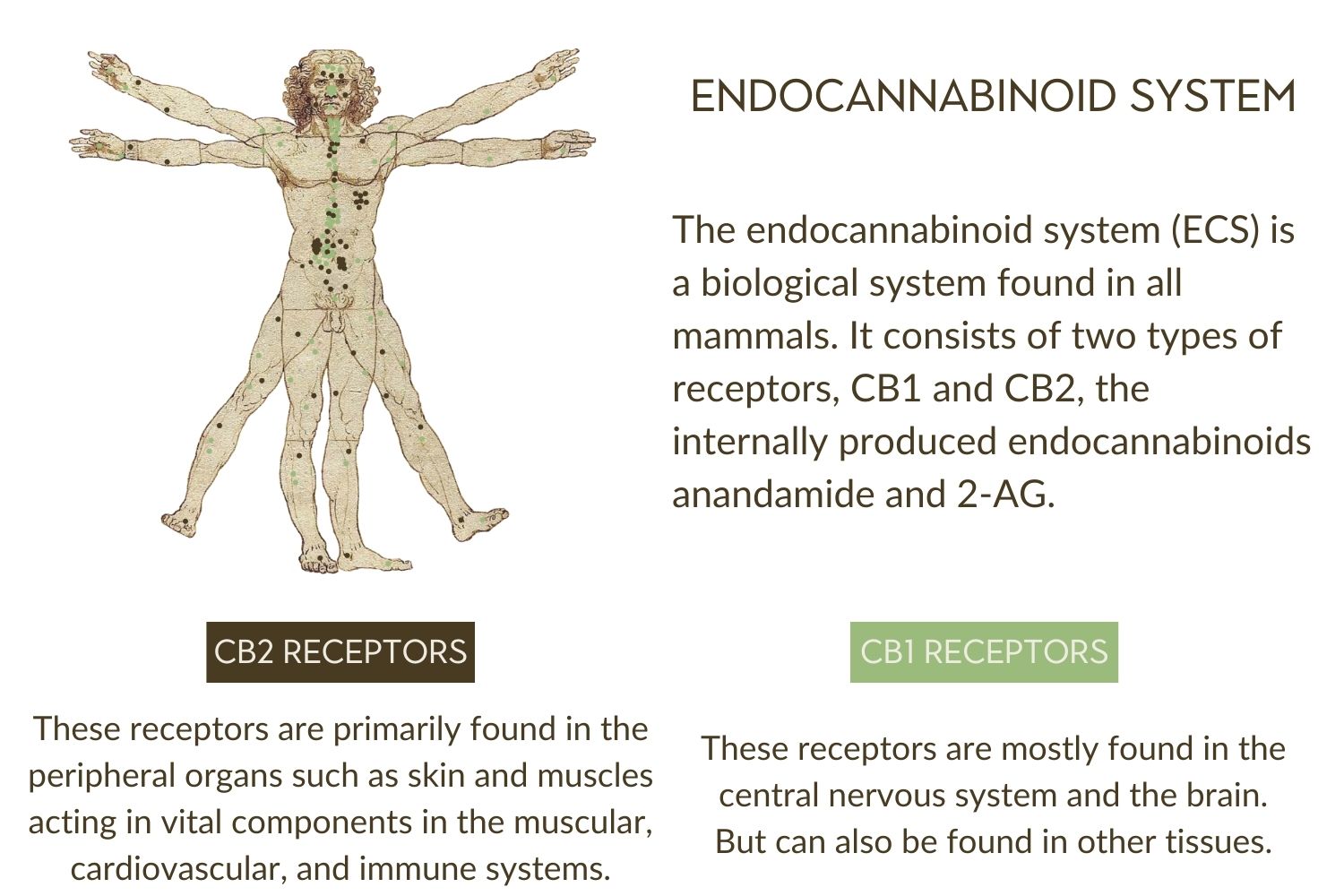 How CBD works ECS System