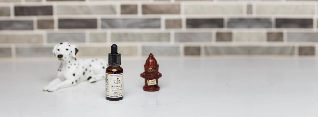 CBD oil for pets