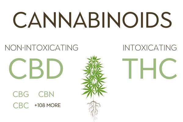 cannabinoids CBD tested