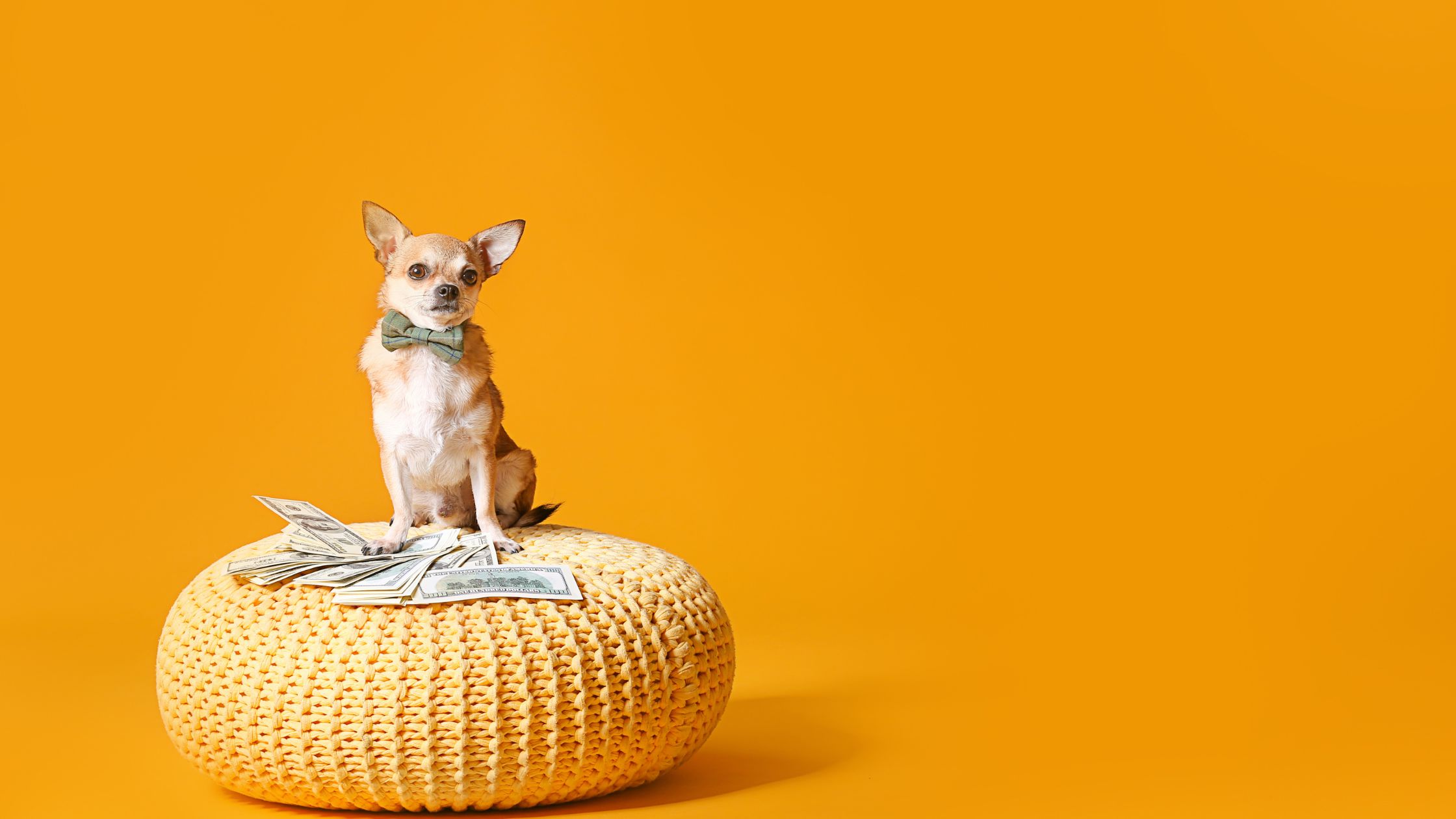 How Much Does It Really Cost a Firsttime Doggo Parent Guide Leanna