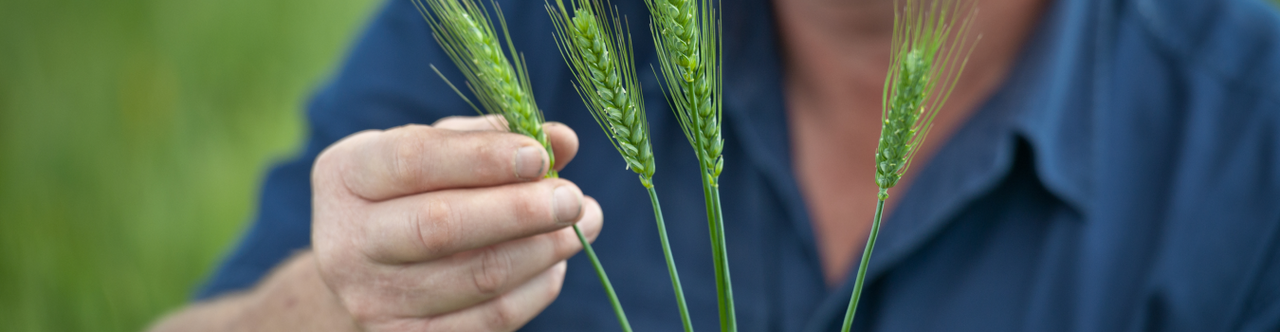 Ancient Grains