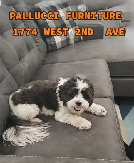 A Pet-Friendly Furniture Store in Vancouver - Pallucci Furniture